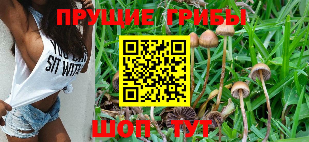 Псилоцибиновые грибы Psilocybine cubensis Медногорск